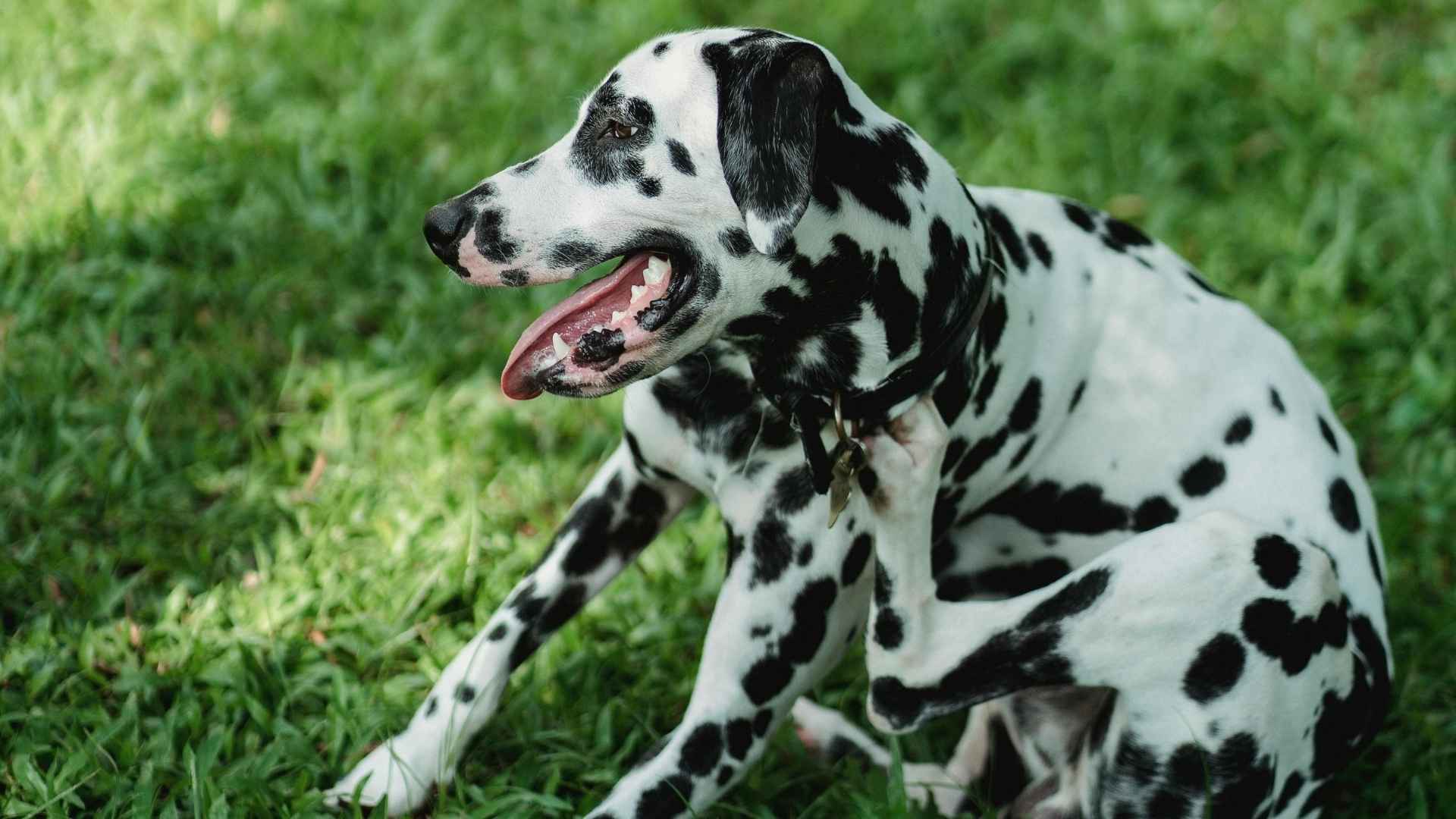 perro rascándose